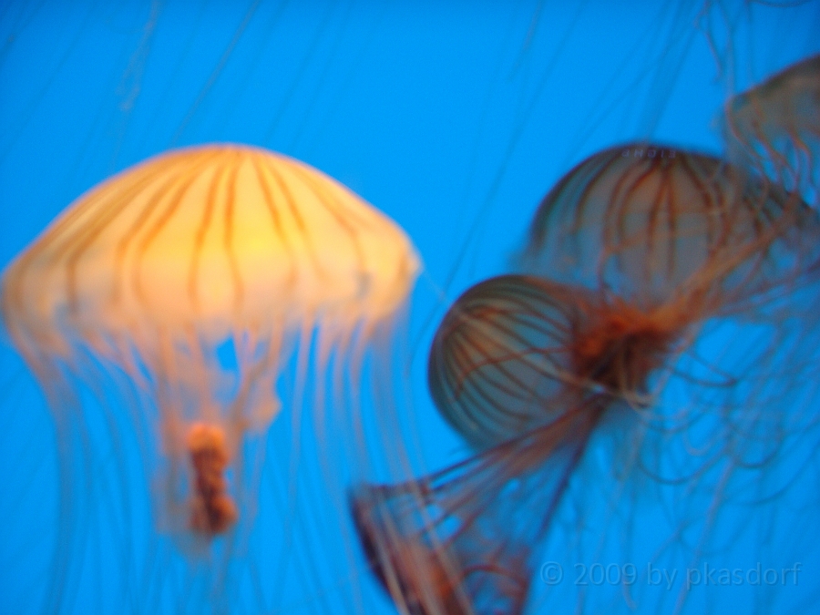 Baltimore [2009 July 02] 154.JPG - Scenes from Baltimore's Inner Harbor.